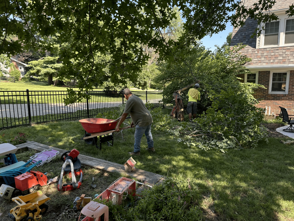 Landscapers managing tree roots and debris in a residential yard, with a wheelbarrow and tools, surrounded by greenery and fencing.